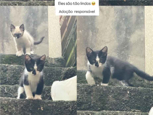 Gato para adoção Ambos Pequeno Abaixo de 2 meses
