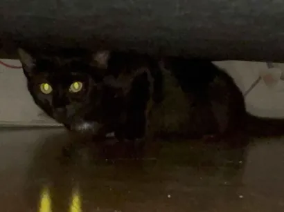 Gato SRD-ViraLata Pequeno 2-a-6-meses