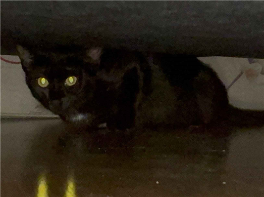 Gato - Fêmea Pequeno2 a 6 meses