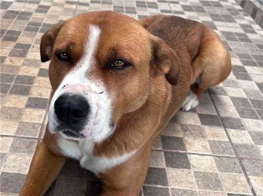 Cachorro cão para adoção Macho Grande 1 ano 