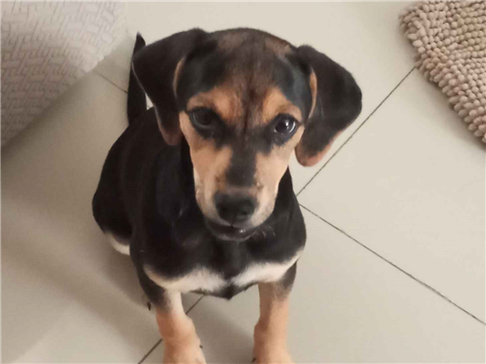 Cachorro cão para adoção Fêmea Médio  2 a 6 meses 