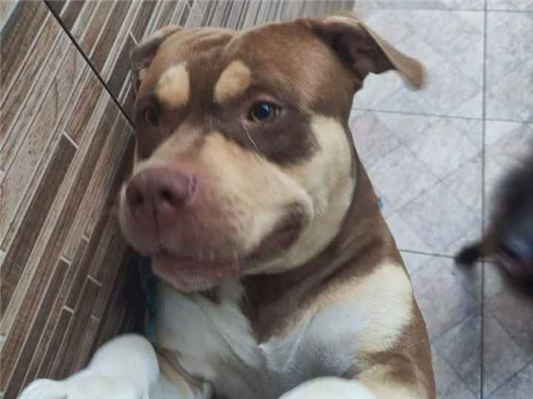 Cachorro cão para adoção Macho Grande 1 ano 