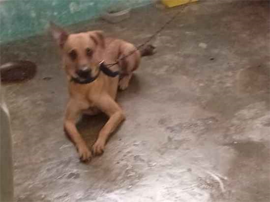 Cachorro cão para adoção Macho Médio  2 anos 