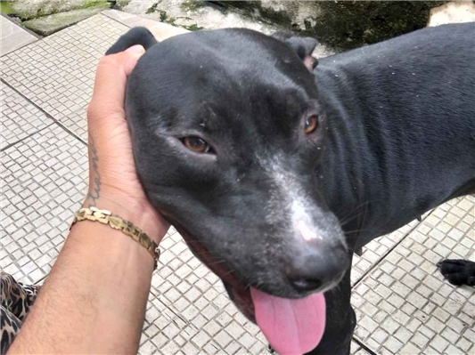 Cachorro cão para adoção Fêmea Grande 2 anos 