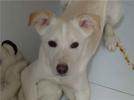 Cachorro cão para adoção Macho Médio  1 ano 