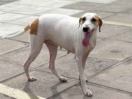 Cachorro cão para adoção Fêmea Médio  5 anos 