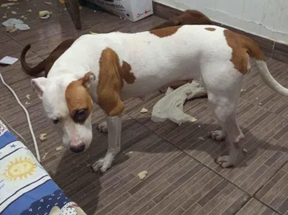 Cao Pit-Bull Pequeno 3-anos