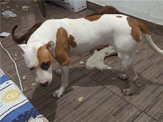 Cao - Fêmea Pequeno3 anos