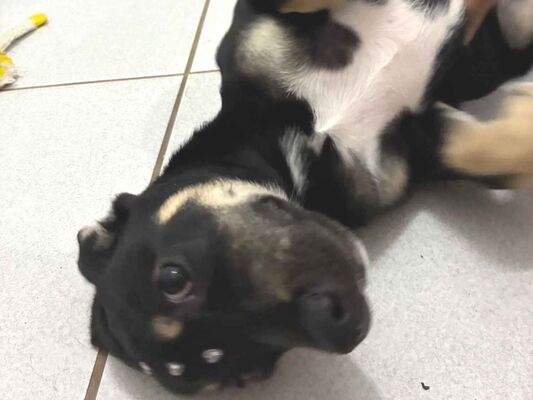 Cachorro cão para adoção Macho Médio  2 a 6 meses 