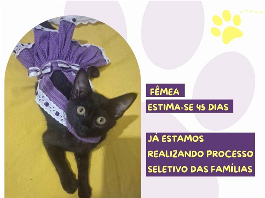 Gato para adoção Fêmea Pequeno Abaixo de 2 meses