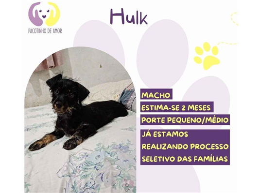 Cachorro cão para adoção Macho Pequeno 2 a 6 meses 