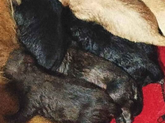 Cachorro cão para adoção Ambos Pequeno Abaixo de 2 meses 