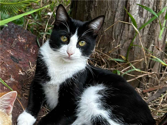 Gato para adoção Macho Médio 1 ano