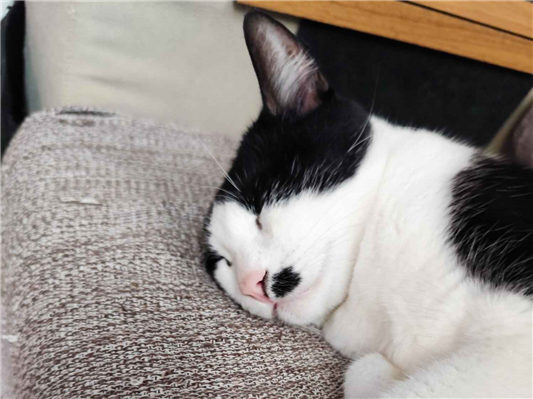 Gato para adoção Fêmea Pequeno 3 anos