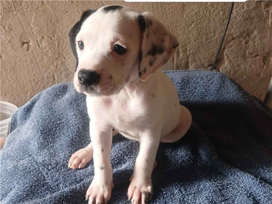 Cachorro cão para adoção Ambos Médio  Abaixo de 2 meses 