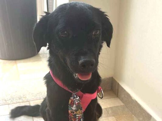 Cachorro cão para adoção Macho Pequeno 1 ano 