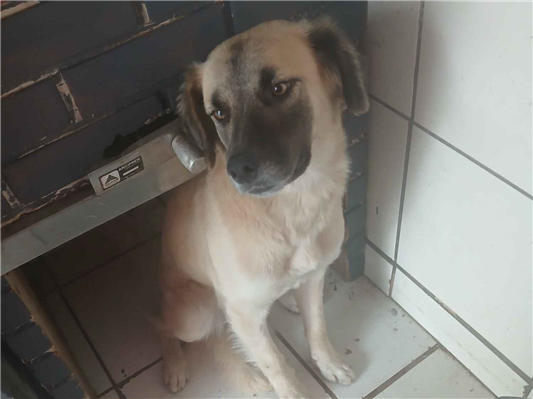 Cachorro cão para adoção Fêmea Médio  7 a 11 meses 
