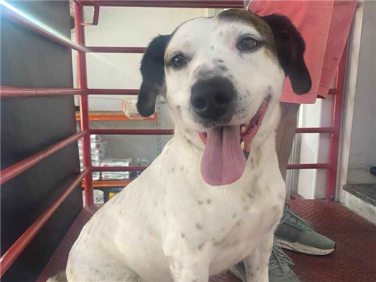 Cachorro cão para adoção Macho Médio  5 anos 