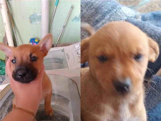 Cachorro cão para adoção Ambos Médio  2 a 6 meses 