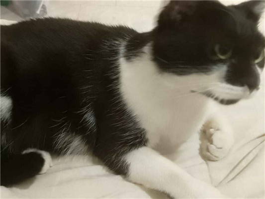Gato para adoção Fêmea Grande 6 anos Acima