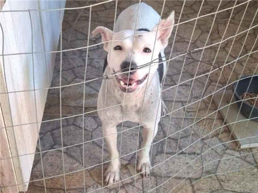 Cachorro cão para adoção Fêmea Médio  2 anos 