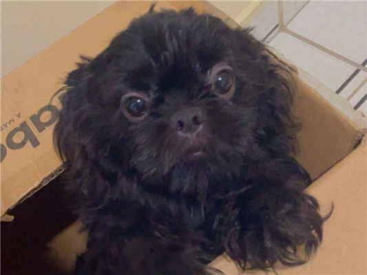 Cachorro cão para adoção Fêmea Pequeno 2 a 6 meses 