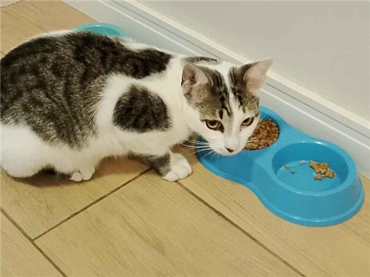 Gato para adoção Macho Médio 7 a 11 meses