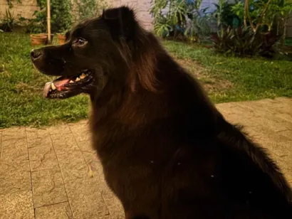 Cao Chow Chow Medio 2-anos