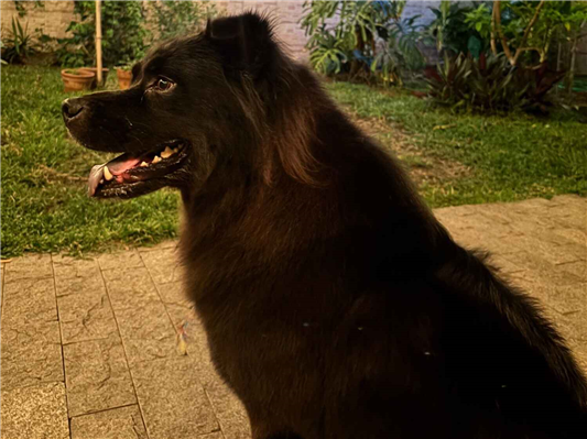Cachorro cão para adoção Macho Médio  2 anos 