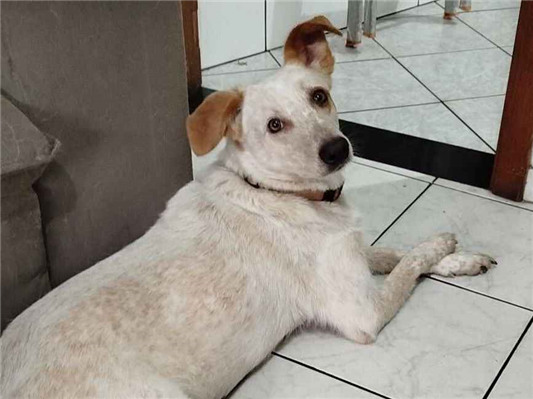 Cachorro cão para adoção Fêmea Médio  3 anos 