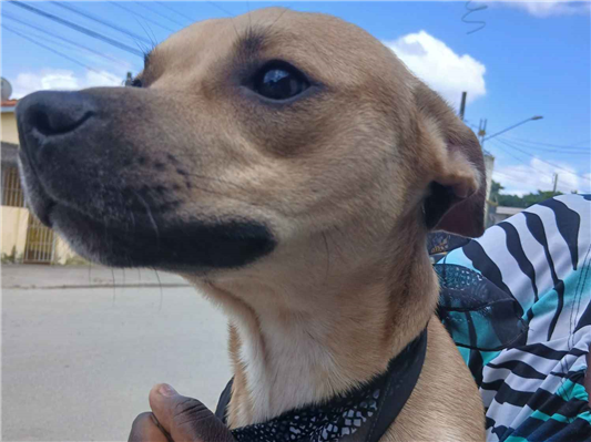 Cachorro cão para adoção Ambos Médio  2 anos 