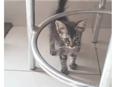 Cao SRD-ViraLata Pequeno 2-a-6-meses