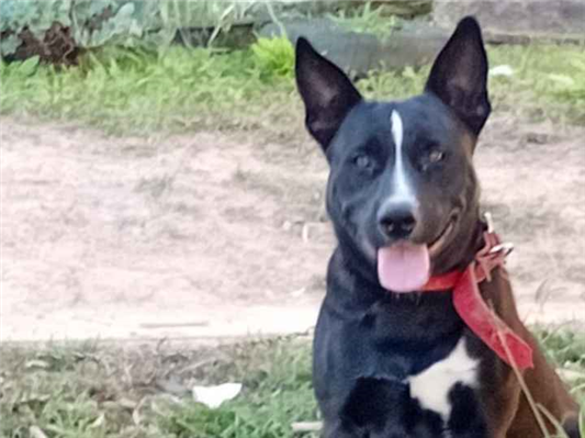 Cachorro cão para adoção Macho Médio  1 ano 