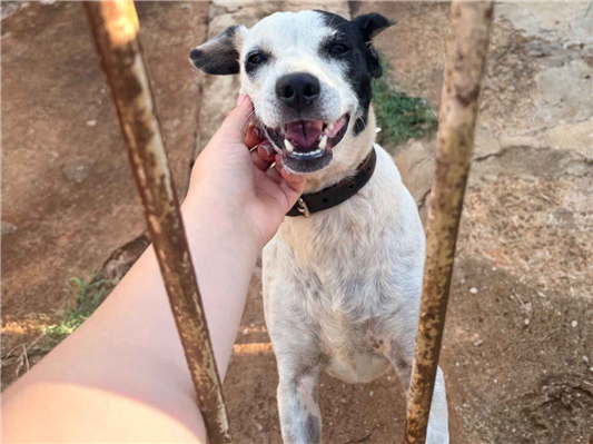 Cachorro cão para adoção Macho Médio  6 anos Acima 