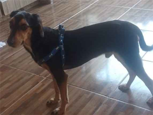 Cao Procura-Perdido Macho Médio 4 anos 