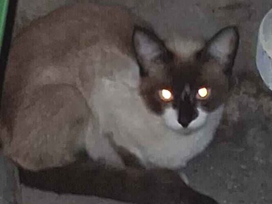 Gato - Macho Médio7 a 11 meses