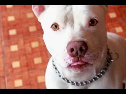 Cao Pit-Bull Grande 5-anos