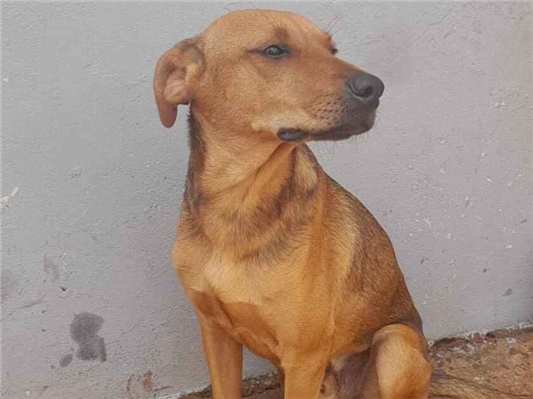 Cachorro cão para adoção Macho Médio  7 a 11 meses 