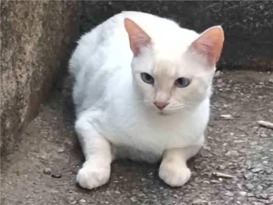 Gato para adoção Fêmea Médio 2 anos