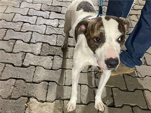 Cachorro cão para adoção Macho Médio  2 anos 