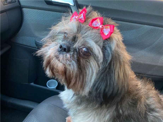 Cachorro cão para adoção Fêmea Pequeno 6 anos Acima 