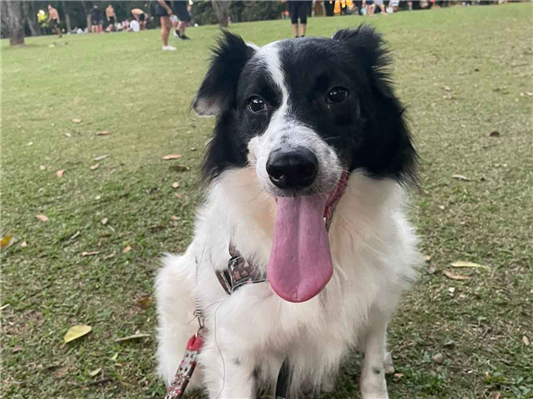 Cachorro cão para adoção Macho Médio  3 anos 