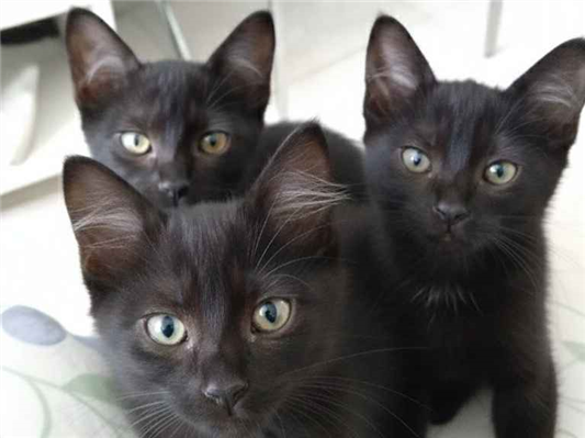 Gato para adoção Ambos Pequeno 2 a 6 meses