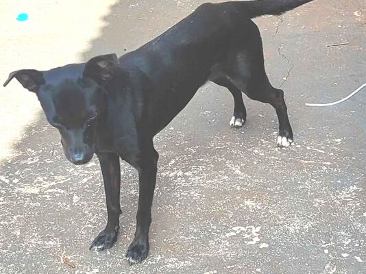 Cachorro cão para adoção Fêmea Pequeno 1 ano 