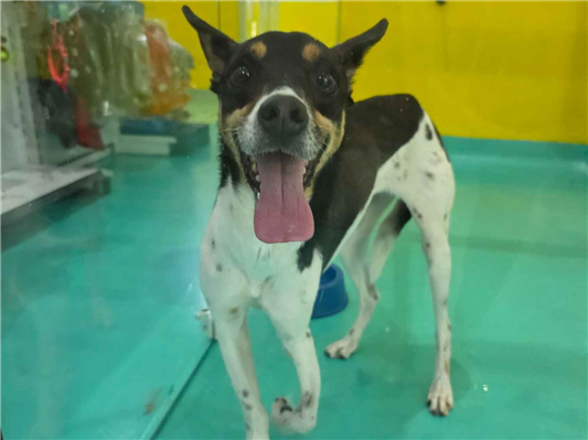 Cao - Fêmea Médio5 anos