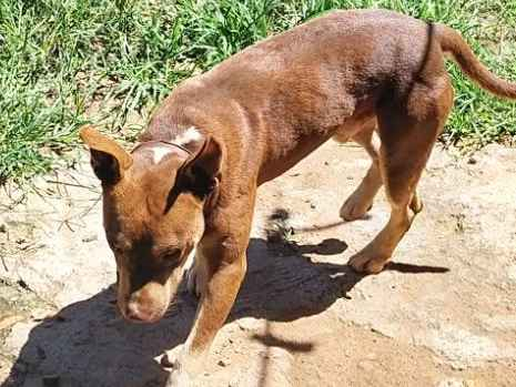 Cachorro cão para adoção Macho Médio  2 anos 