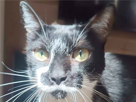 Gato Procura-Perdido Macho Médio 6 anos Acima 