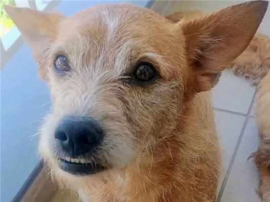 Cachorro cão para adoção Macho Médio  2 anos 