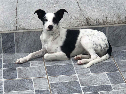 Cachorro cão para adoção Fêmea Médio  7 a 11 meses 