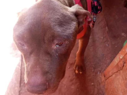 Cao Pit-Bull Grande 1-ano